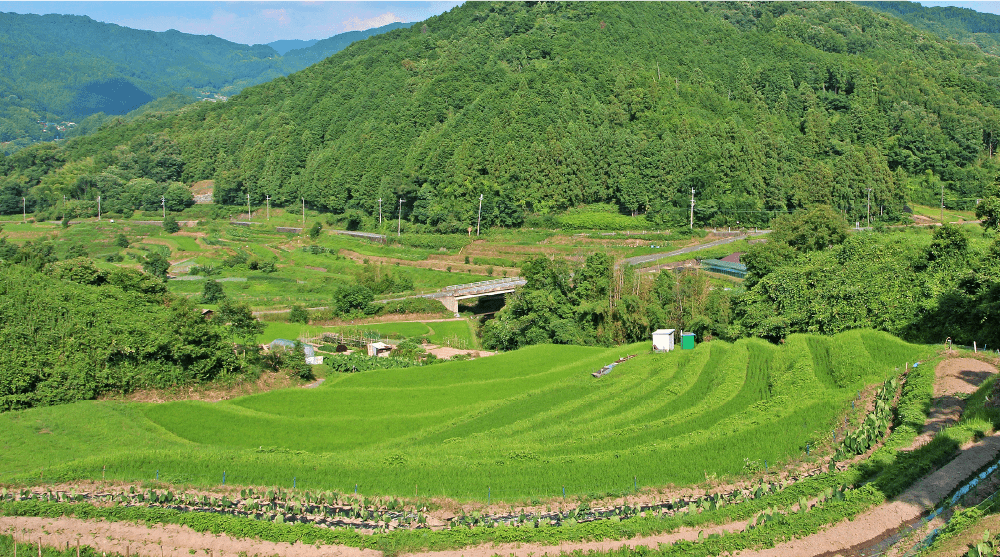 稲渕棚田