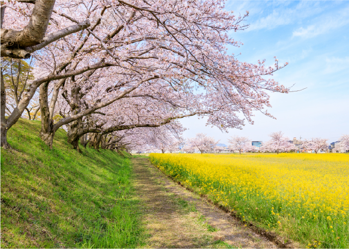 春は美しい菜の花と桜が咲き誇る