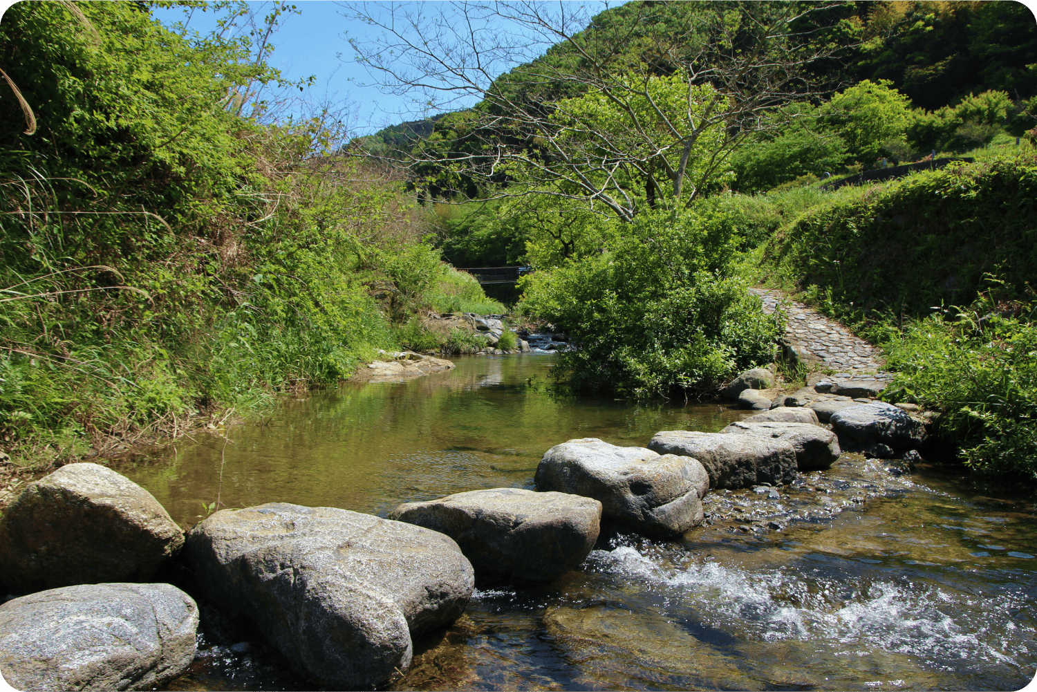 飛鳥川の飛び石