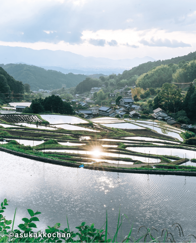 棚田風景